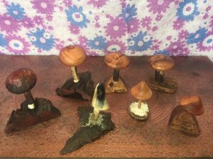 nz native timber mushrooms and deer antler toadstools
